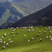 La primavera, la mejor época para el consumo de carne de cordero