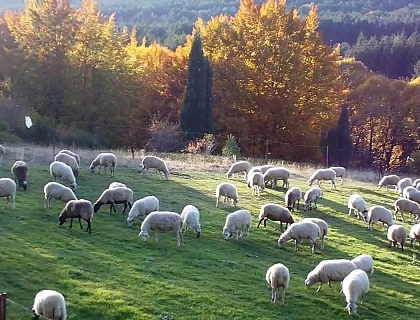 Sustainability as a value of lamb meat.