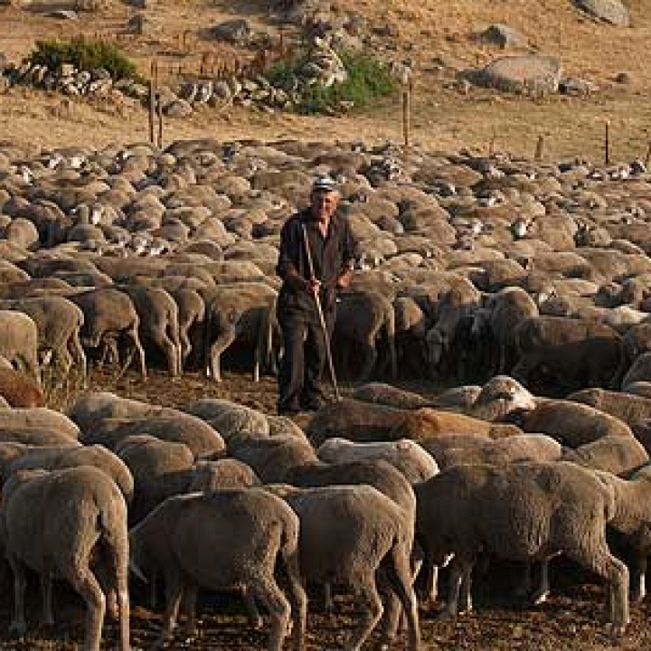 Grazing and its contribution to sustainability and development of the rural áreas.